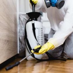 featured-image-pest-control.jpeg-1